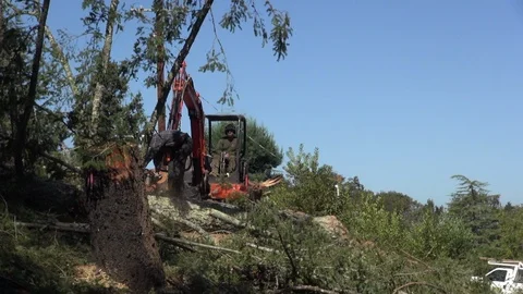 Large side branches falling after being cut with chain saw, wide, HD Stock Footage 123546977