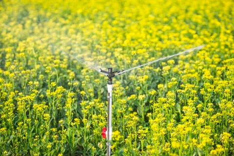 A large side of rapeseed is being watered Stock Photos