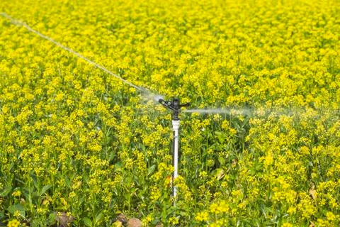 A large side of rapeseed is being watered Stock Photos