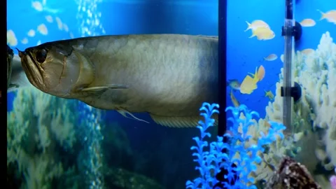 Large silver arowana fish gliding through the water in a well decorated tro.. Vídeo Stock 333247018