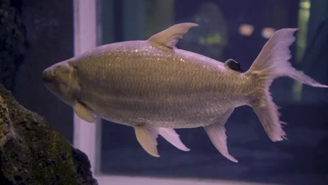 Large silver fish glides through a dim aquarium tank with shimmering scales Stock Footage 347872432