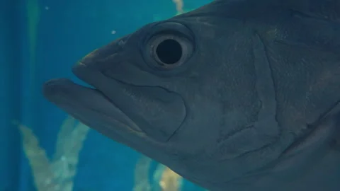 Large Silver Fish Head Close-Up 库存影片 334988337