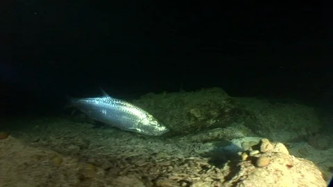 Large Silver Fish swimming over rocks on sea bed Stock Footage 95604901