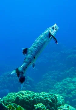 Large silver great barracuda predator fish in the Red Sea and Caribbean Sea Stock Photos