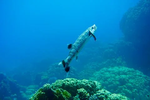 Large silver great barracuda predator fish in the Red Sea and Caribbean Sea Stock Photos