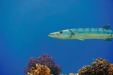 Large silver great barracuda predator fish in the Red Sea and Caribbean Sea Foto stock