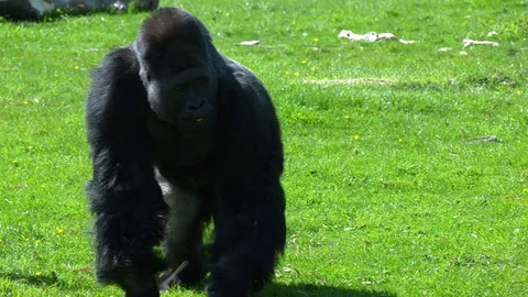 Large Silverback Gorilla forages for nuts. Stock-Footage 108759482