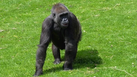 Large Silverback gorilla foraging for nuts Video stock 108691463