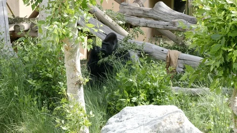 Large silverback gorilla sitting in the shade on a hot summer day Stock Footage 122403515