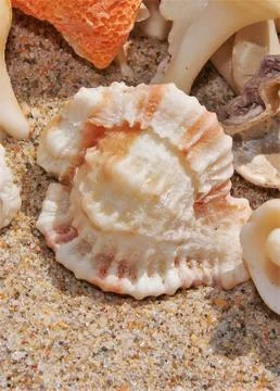 Large Single Sea Shell Foto stock