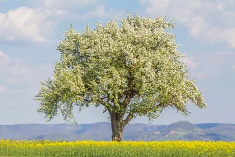 Large single tree in warm spring nature with blooming blossoms. One majestic  Stock Photos