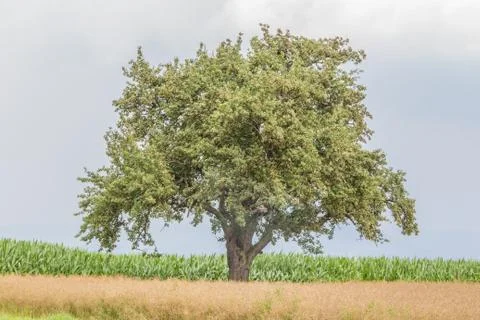 Large single tree in warm summer nature with juicy leaves. One majestic tree  Stock Photos