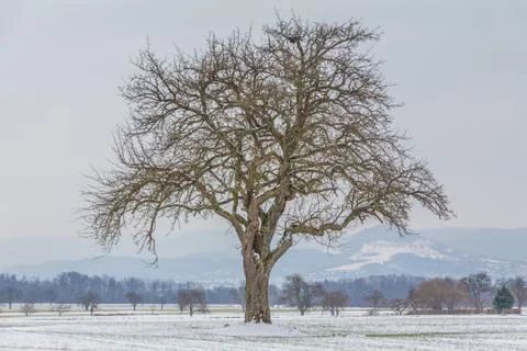 Large single tree in winter snow nature with naked branches. One majestic tre Stock Photos