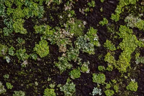 Large size, high resolution lichen stone texture. Suitable for graphic design Stock Photos