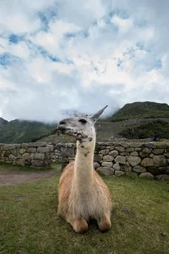 Large size llama sitting on the grass inside the Macchu Piccchu Historic Mo.. Foto stock