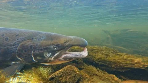 Large size spawning color Baltic Sea salmon swimming Stock Photos