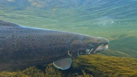 Large size spawning color Baltic Sea salmon swimming Stock Photos