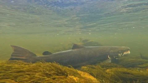 Large size spawning color Baltic Sea salmon swimming Stock Photos
