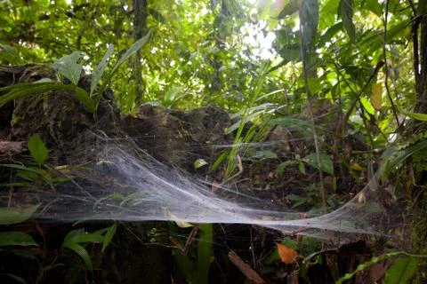 Large Size Spider Web In The Amazon Rainforest Stock Photos