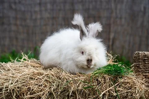 Large sized Angora White with gray rabbit sitting on dry grass  Stock Photos