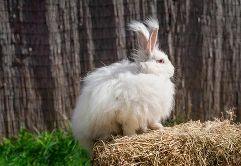 Large sized Angora White rabbit sitting on dry grass on a sunny day Stock Photos