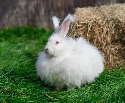 Large sized Angora White rabbit sitting on green grass on a sunny day  Stock Photos