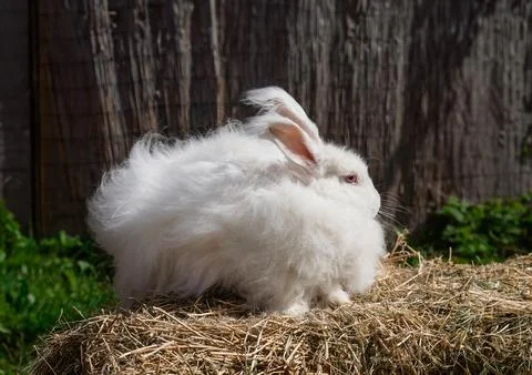 Large sized Angora White rabbit sitting on dry grass on a sunny day Stock Photos