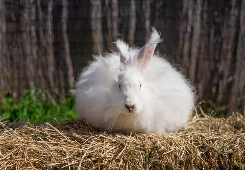 Large sized Angora White rabbit sitting on dry grass on a sunny day  Stock Photos