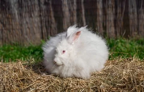 Large sized Angora White rabbit sitting on dry grass on a sunny day Stock Photos
