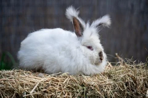 Large sized Angora White rabbit sitting on dry grass on a sunny day  Stock Photos