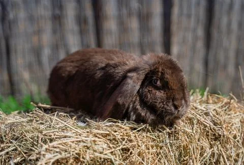 Large sized brown rabbit lop-eared ram sitting on dry grass on a sunny day  Stock Photos