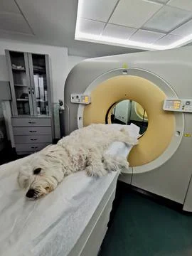 A large sized dog getting a PET scan Foto stock
