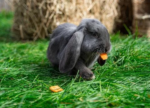 Large sized grey rabbit lop-eared ram sitting on green grass on a sunny day Stock Photos