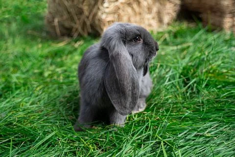 Large sized grey rabbit lop-eared ram sitting on green grass on a sunny day  Stock Photos