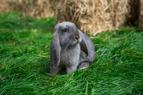 Large sized grey rabbit lop-eared ram sitting on green grass on a sunny day  Stock Photos