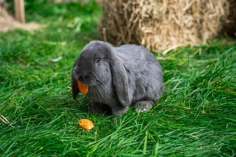 Large sized grey rabbit lop-eared ram sitting on green grass on a sunny day Stock Photos