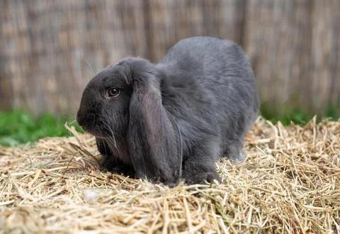 Large sized grey rabbit lop-eared ram sitting on dry grass on a sunny day Stock Photos