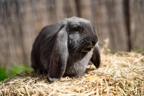 Large sized grey rabbit lop-eared ram sitting on dry grass on a sunny day  Stock Photos