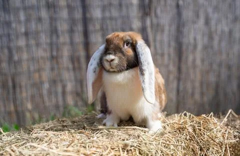 Large sized red white grey rabbit lop-eared ram sitting on dry grass  Stock Photos