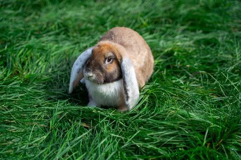 Large sized red white grey rabbit lop-eared ram sitting on green grass  Stock Photos