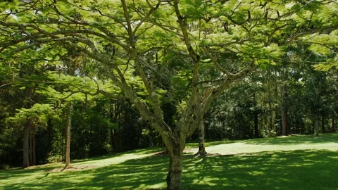A large sized tree in an open grassy field on the Sunshine Coast Australia Stock Footage 152680809