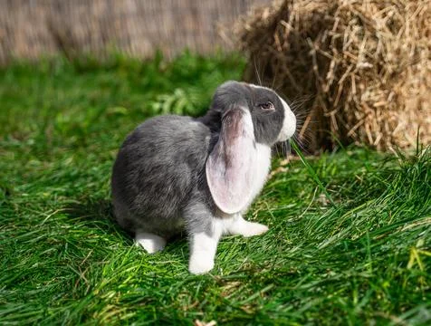 Large sized white grey rabbit lop-eared ram Stock Photos