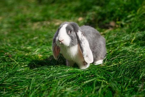 Large sized white grey rabbit lop-eared ram sitting on gree grass on a sunny day Stock Photos