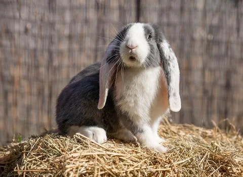 Large sized white grey rabbit lop-eared ram Stock Photos