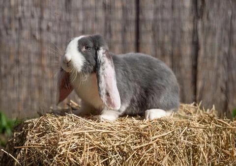 Large sized white grey rabbit lop-eared ram sitting on dry grass Stock Photos