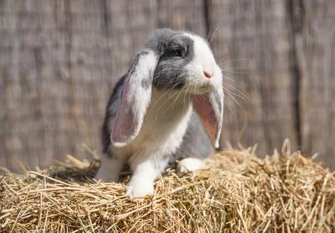 Large sized white grey rabbit lop-eared ram sitting on dry grass Stock Photos