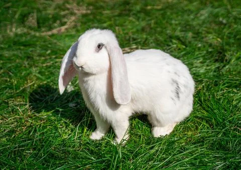 Large sized white rabbit lop-eared ram sitting on green grass on a sunny day  Stock Photos