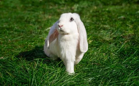 Large sized white rabbit lop-eared ram sitting on green grass on a sunny day Stock Photos