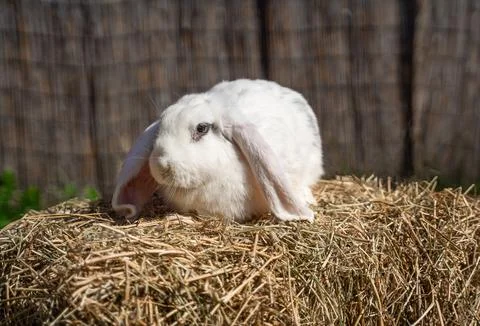 Large sized white rabbit lop-eared ram sitting on dry grass on a sunny day Stock Photos