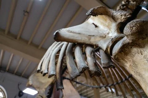 A large skeleton with a long tail. in Chennai Photos